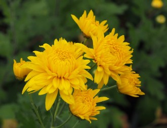 Chrysanthemum  'Citronella'
