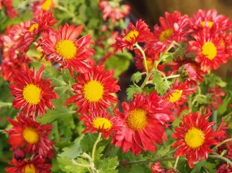 Chrysanthemum  'Feu de l' Automne'