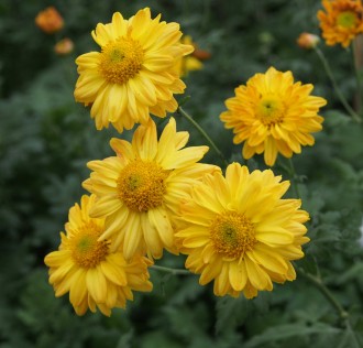 Chrysanthemum  'Goldmarianne'