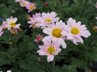 Chrysanthemum  'Hebe'