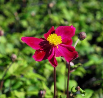 Anemone Fantasy 'Ariel'