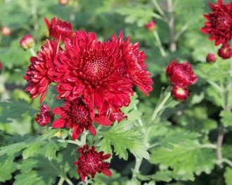 Chrysanthemum  'Red Velvet'