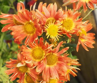 Chrysanthemum  'Apricot'