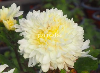 Chrysanthemum  ‘St. Stephan’