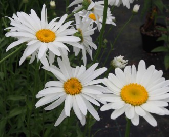 Chrysanthemum x superbum 'Alaska'