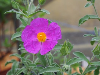 Cistus x incanus 'Belle de Jour'
