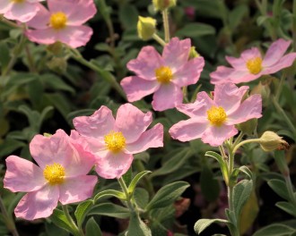 Cistus x argenteus 'Peggy Sammons'