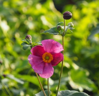 Anemone hupehensis 'Bowles Pink'