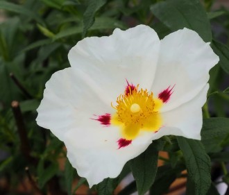 Cistus x dansereaui 'Jenkyn Place'