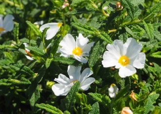 Cistus x florentinus