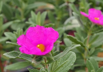 Cistus x purvelurentus 'Sunset'