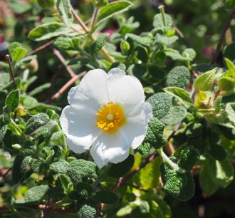 Cistus salviifolius 'Bonifacio'