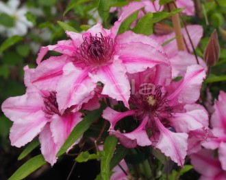 Clematis patens 'Isabella'
