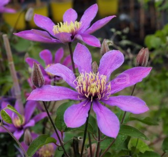 Clematis  'Stella Bella '