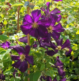 Clematis  'Romantika'