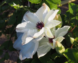 Clematis  'White Pearl'