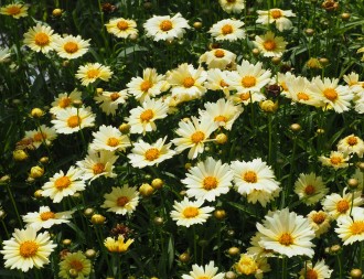 Coreopsis hybridum Uptick 'Cream'