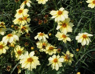 Coreopsis  'Moonlight'