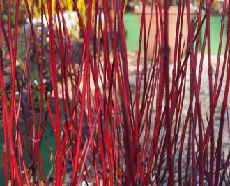 Cornus alba 'Miracle'