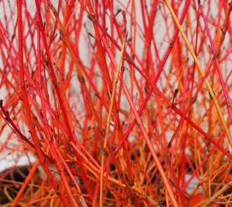 Cornus sanguinea 'Anny's Winter Orange'