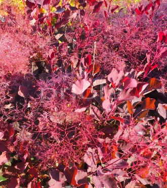 Cotinus coggygria 'Dusky Maiden'