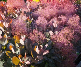 Cotinus coggygria 'Magical Torch'