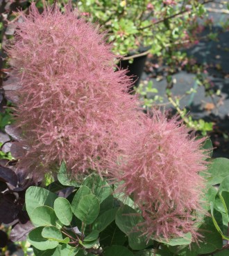Cotinus coggygria 'Smokey Joe'