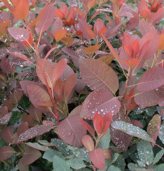Cotinus  'Grace'