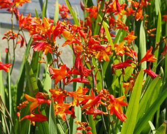 Crocosmia x crocosmiiflora 'Orange Pekoe'