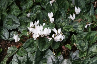 Cyclamen hederifolium 'Album'
