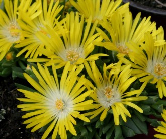 Delosperma congestum 'Gold Nugget'