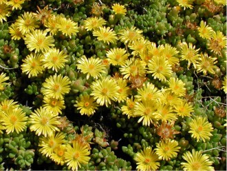 Delosperma lineare ( deschampsii)