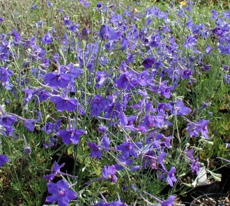 Delphinium grandiflorum 'Butterfly'