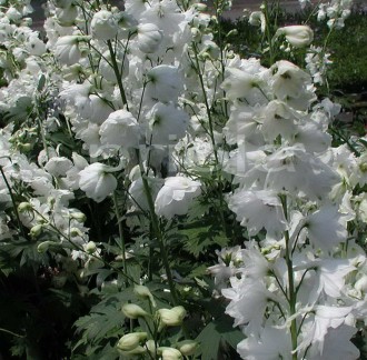 Delphinium  'Moonbeam'