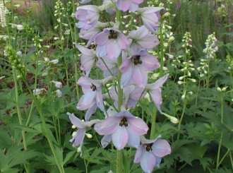 Delphinium  'Morgentau'