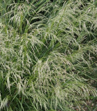 Deschampsia caespitosa 'Fairy's Joke'