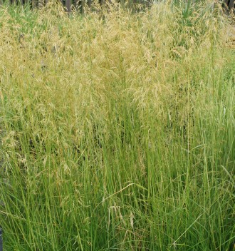 Deschampsia caespitosa 'Goldschleier'