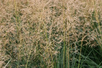 Deschampsia caespitosa 'Tardiflora'