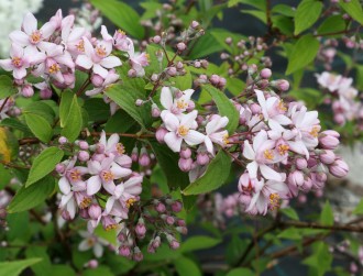 Deutzia hybrida 'Mont Rose'