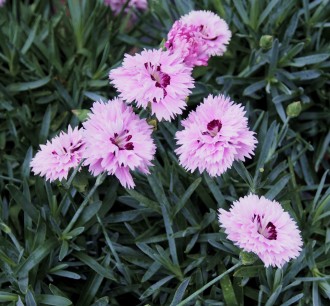 Dianthus caesius 'Pop Star'