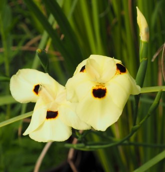 Dietes grandiflora
