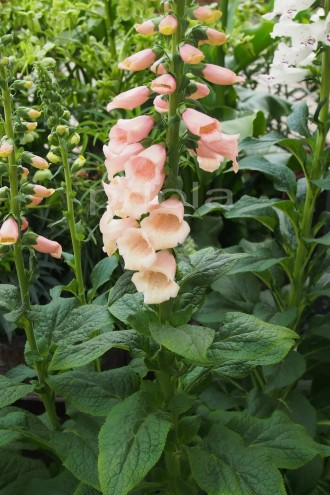 Digitalis purpurea 'Apricot' Beauty'