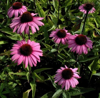 Echinacea purpurea 'August Konigin'