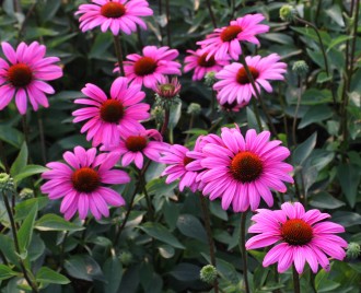 Echinacea purpurea 'Elton Knigh'