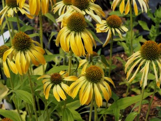 Echinacea purpurea 'Golden Skipper'
