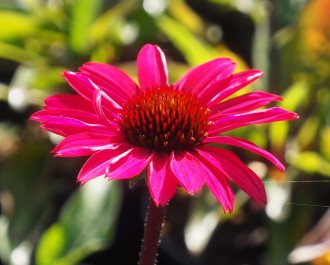 Echinacea purpurea 'JS Stiletto'