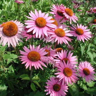Echinacea purpurea 'Ruby Giant'