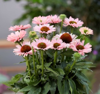 Echinacea purpurea 'SunSeekers Salmon'