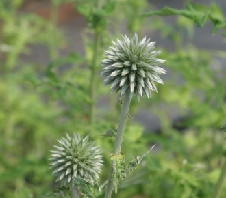 Echinops bannaticus 'Star Frost'