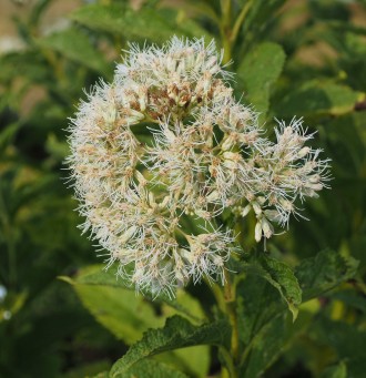 Eupatorium fistulosum f. albidum 'Snowball'